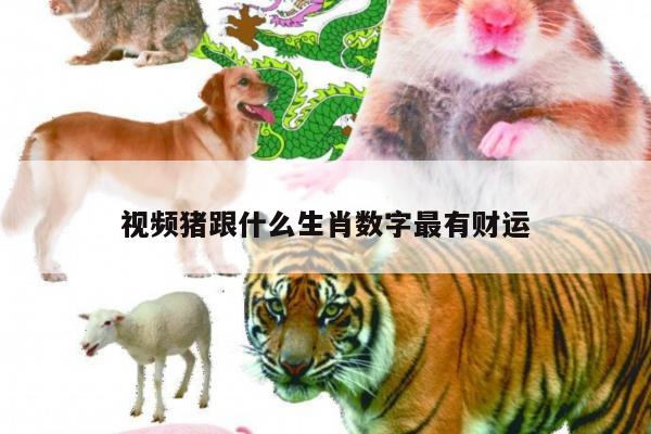 视频猪跟什么生肖数字最有财运