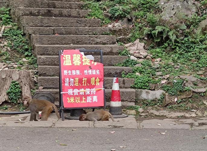 车钥匙逗猴被猴抢走,猴子车钥匙